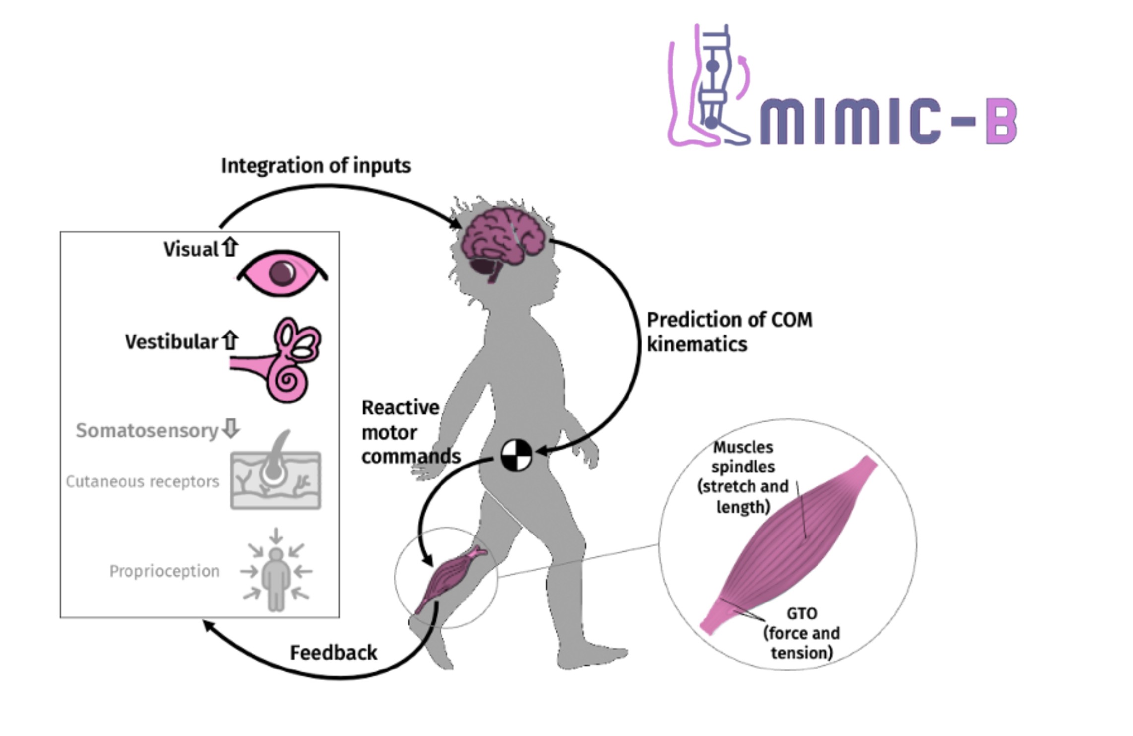 MIMIC-B: Understanding, modelling and artificially mimicking the complexities of human balance